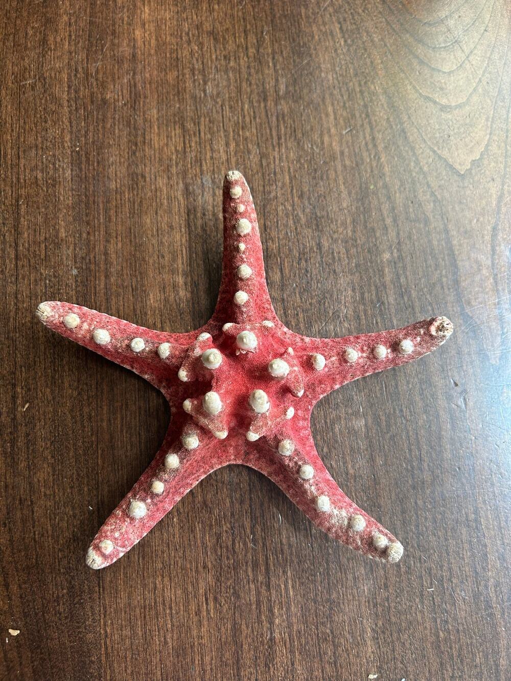 Red knobby natural dried taxidermied sea star star fish coastal beach decor